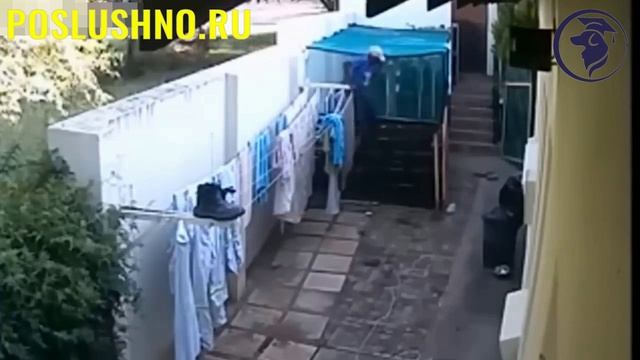 БУЛЬТЕРЬЕР В ДЕЛЕ... На что способен пёс породы Бультерьер смотреть онлайн