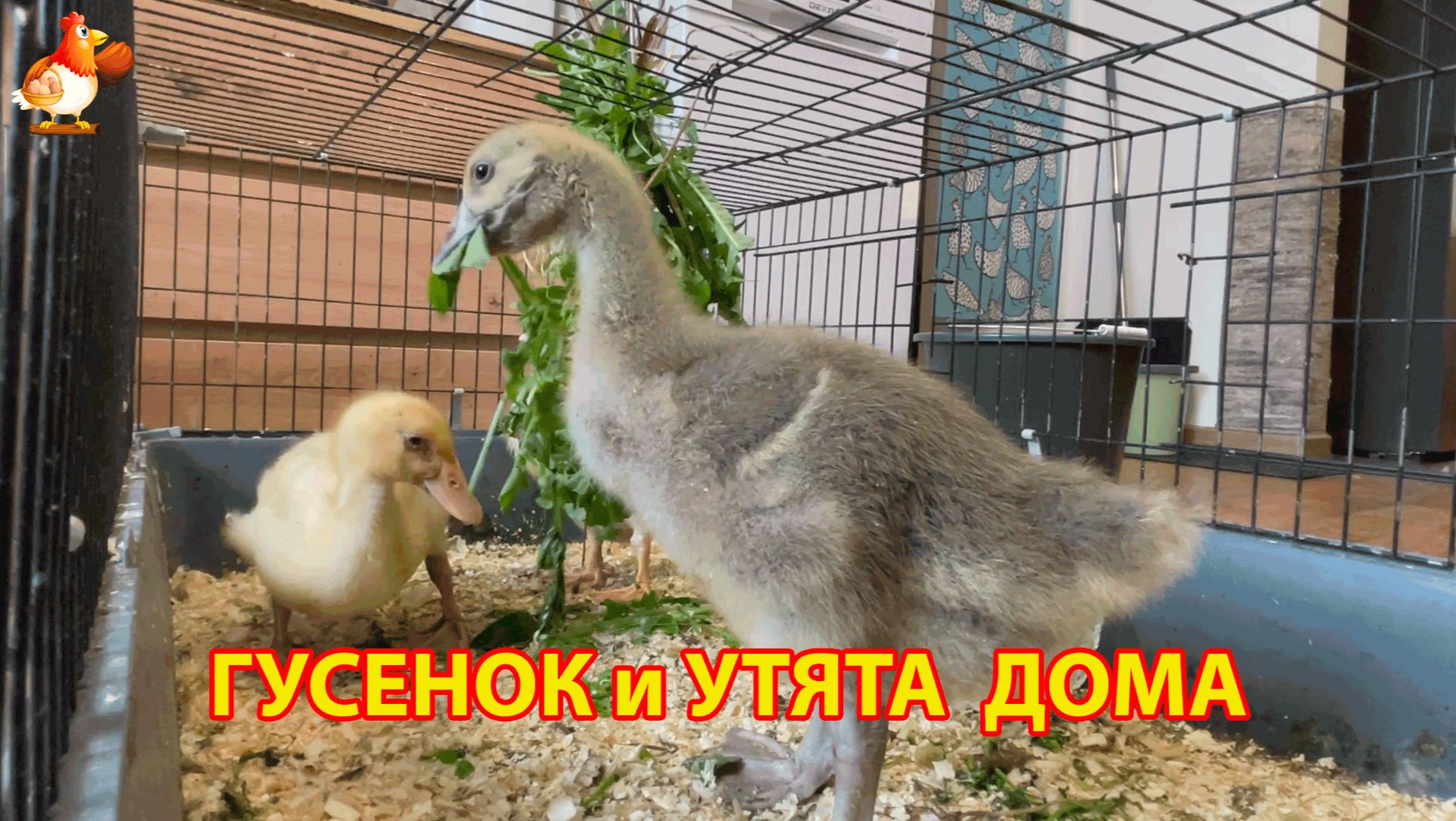 Гусёнок и два утёнка сейчас дома, потому что на улице слишком холодно (4)
