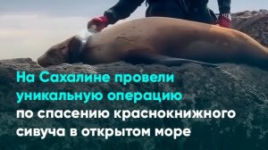 На Сахалине провели уникальную операцию по спасению краснокнижного сивуча в открытом море
