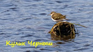 Кулик Черныш