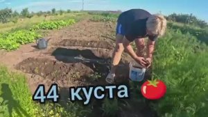 Наталья Губарева. ДОСАДИЛА ПОМИДОРЫ 🍅 ⧸ ЖИЗНЬ В ДЕРЕВНЕ
