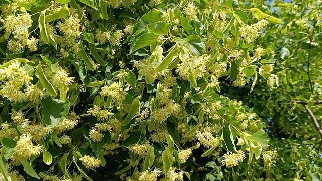 Серенький пришёл кушать