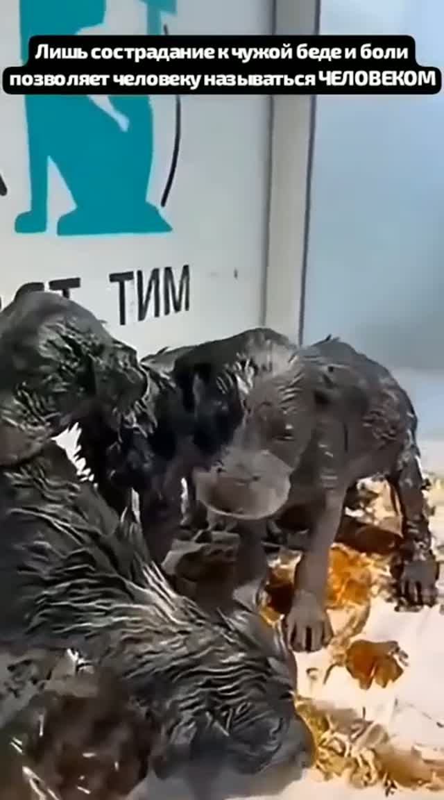 Про людей и животных
