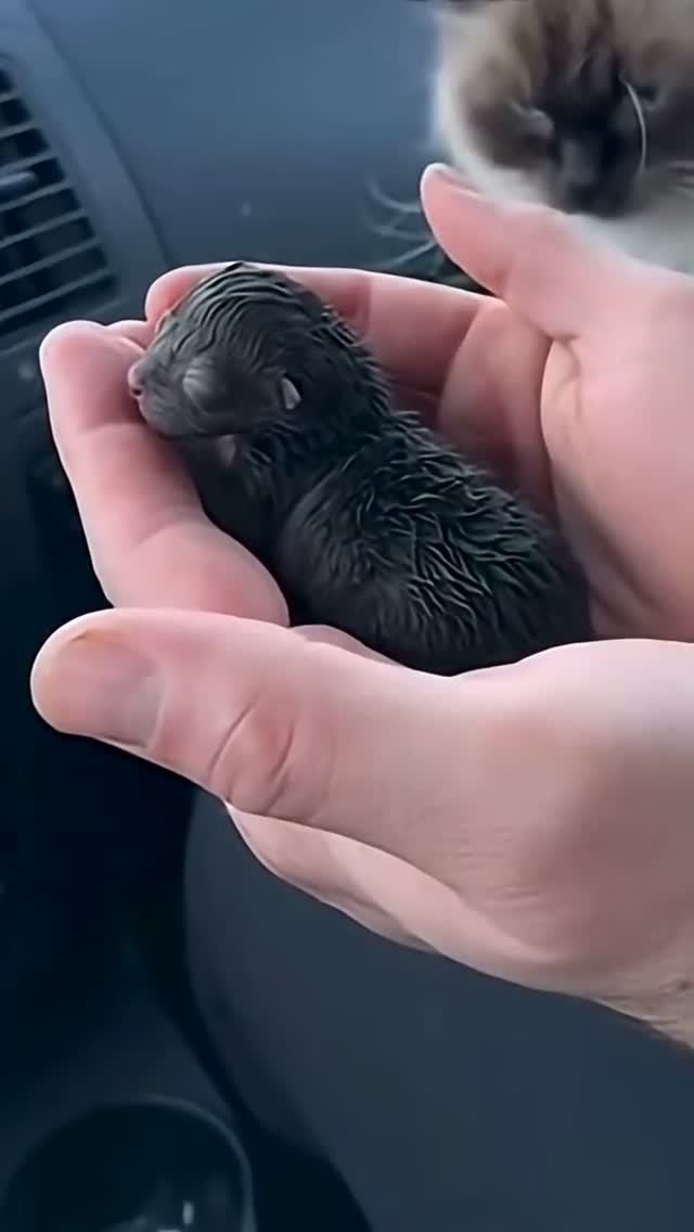 Думал, что спас новорождённого котёнка, но оказалось не совсем так 😳🤗