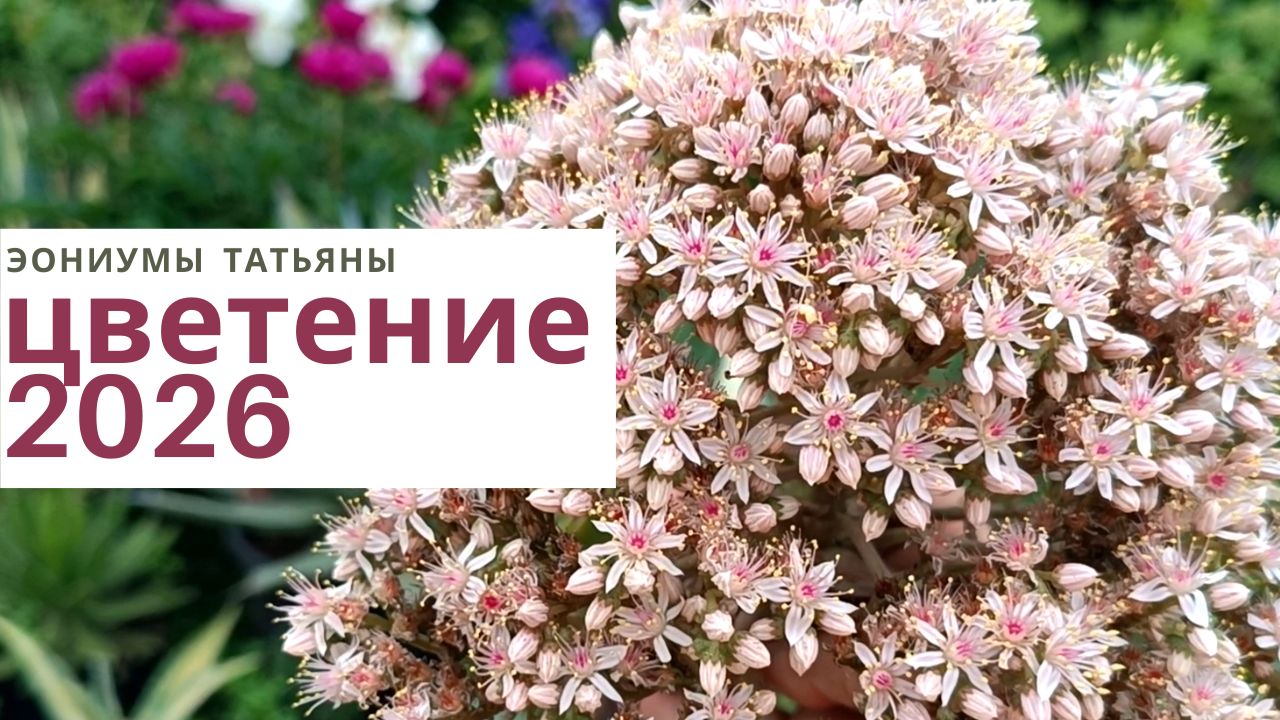 242. Цветение эониумов 2026