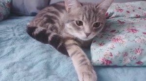 Сапфир ± =^._.^= ∫