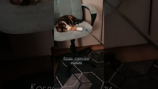 раз,два,три,кошка выходи! смотреть онлайн