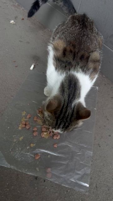 ВТОРОЙ ДЕНЬ КОРМЛЮ КОТА!  ПОДКИНУЛИ К МАГАЗИНУ! ❌МОЛОДОЙ,ДУРНОЙ!ТАК КАК АБСОЛЮТНО НИЧЕГО НЕ БОИТСЯ!