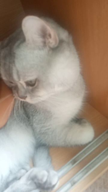 Котейка)