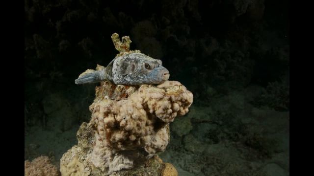 Red Sea the best! Foto 2025 смотреть онлайн