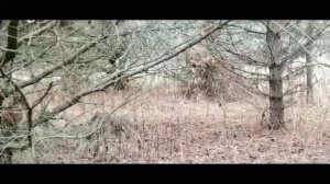 Английский сеттер EDO od RACE