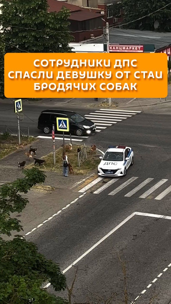 Сотрудники ДПС спасли девушку от стаи бродячих собак