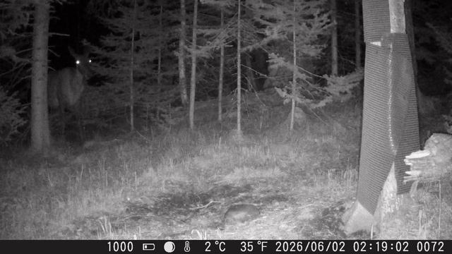 Видео от Красноярская тайга. Фотоловушки