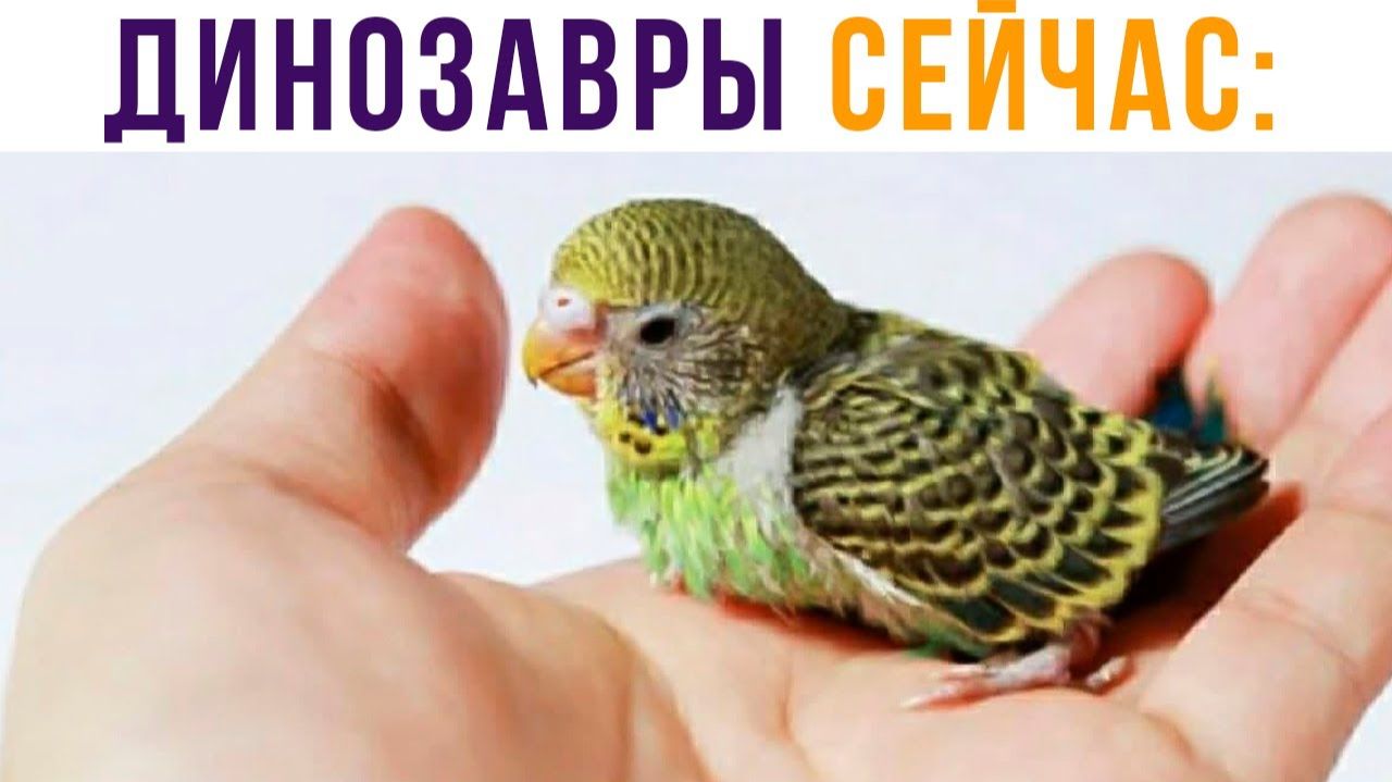 ДИНОЗАВРЫ СЕЙЧАС)) Приколы смотреть онлайн