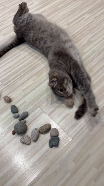 Милый котик играет камушками 😺🐱