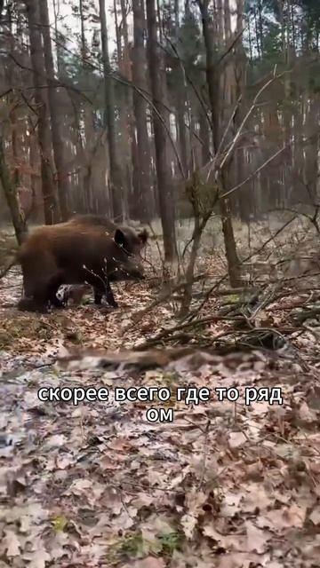 Животные приколы и не только🙂
