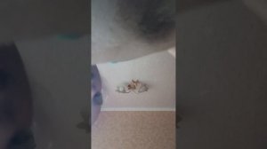 Зося 👑