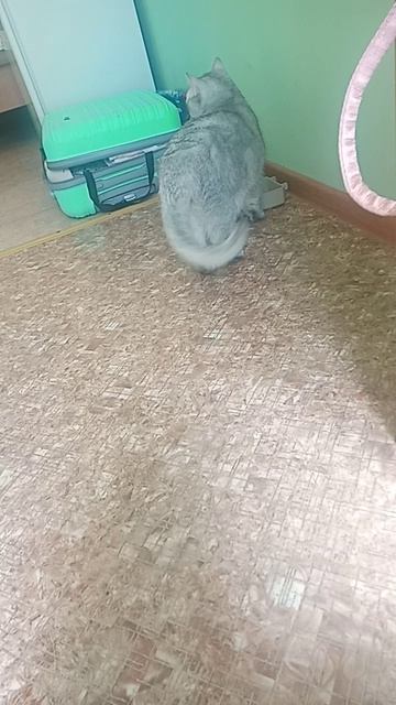 Котейка 2)