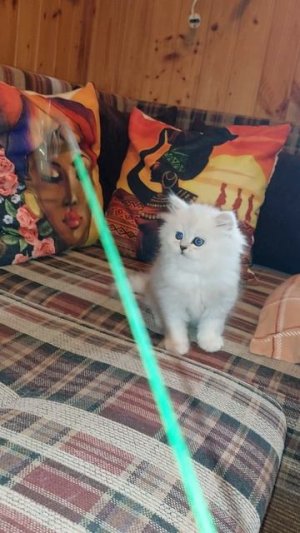 Парис Рич Домино Меджик
Котенок 2 мес.
Питомник Домино Меджик Москва