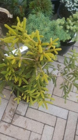 ❤🌲Ель Восточная Ауреоспиката
✔Продажа растений в макс и телеграм канале: https://t.me/love_is_hvoiny
