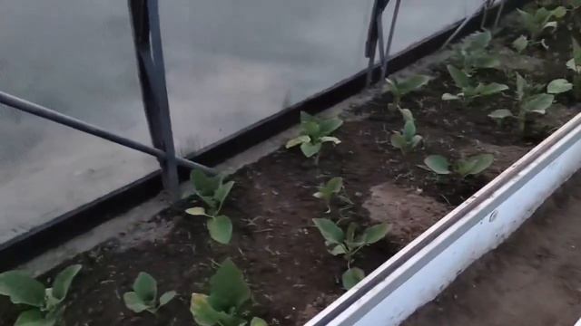 От старшего сына видео с дачи . смотреть онлайн