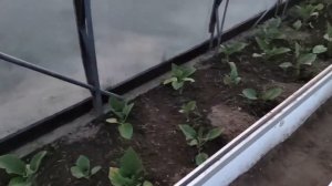 От старшего сына видео с дачи .