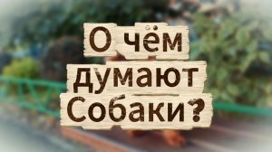 О чём думают собаки? 14.06.2026 Краснодар.Йорк Бося:)