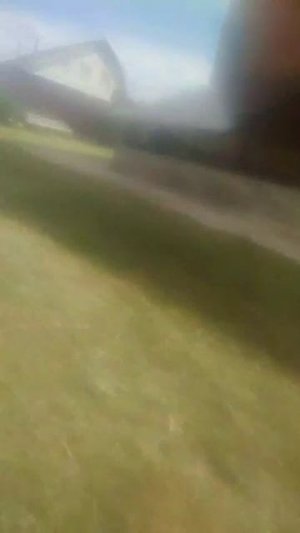 собака 🐕
