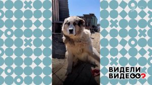 Спасение собак из приюта. Видели видео? Фрагмент выпуска от 14.06.2026