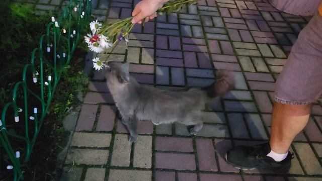 Собрались в гости к морским свинкам Улли и Пулли