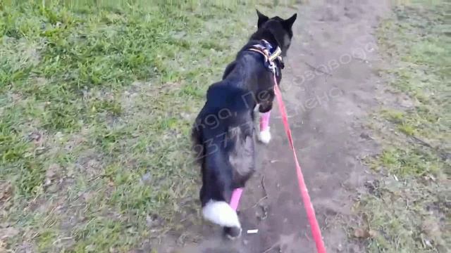У ЛЕТТЫ ИНОРОДНОЕ ТЕЛО В КИШЕЧНИКЕ, ПРОШУ ОТОЗВАТЬСЯ КАЖДОЕ ДОБРОЕ СЕРДЕЧКО