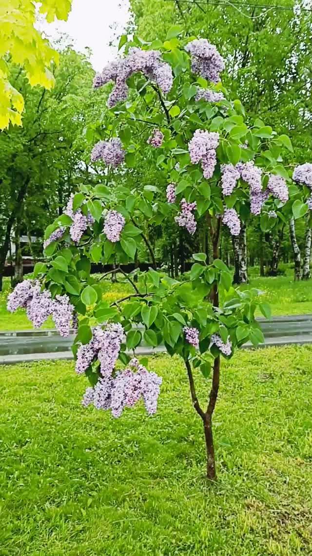Сирень. Южно-Сахалинск