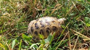 13.06.2026 Черепаха 🐢 Шкряба