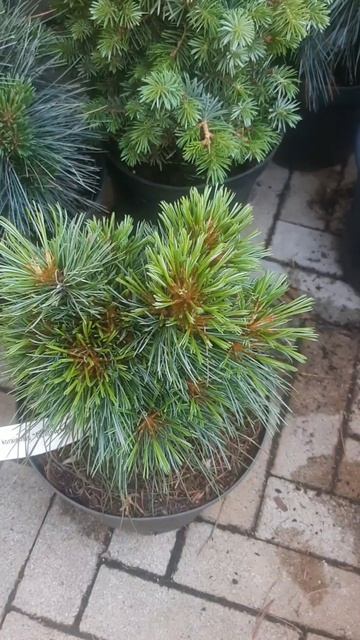 ❤🌲Сосна Корейская Голден Ай
✔Продажа растений в макс и телеграм канале: Https://t.me/love_is_hvoiny_