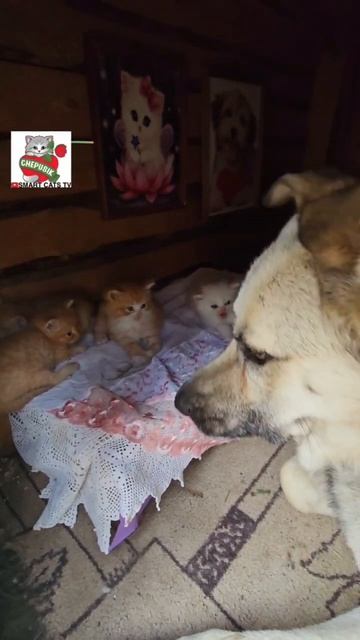 Кошек нельзя обижать потому что это опасно ☝️❗️😻 #котики