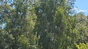 до свидания родные! удивительная встреча на ж.д.г.Тайга!цены и ресторан в поезде - шок!