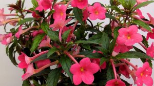 ИЗЛИШКИ растений на 14.06.26г☘️🌸🌿🌸☘️