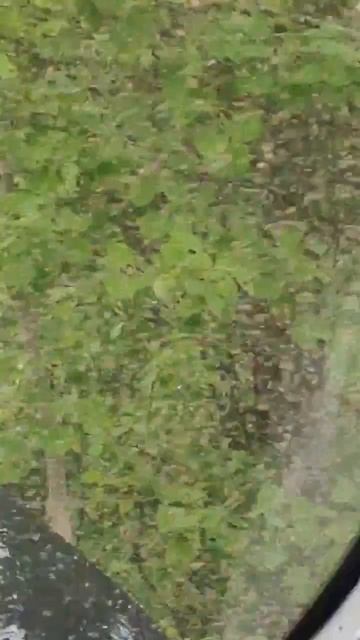 Асино 12.06.2026 мошка перерождение