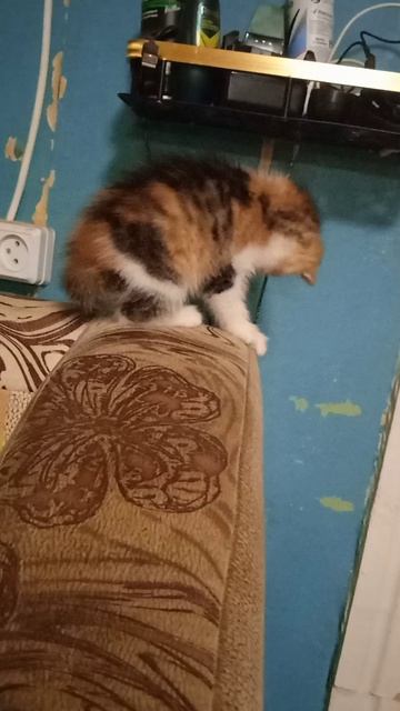 Котёнок Наташа играет