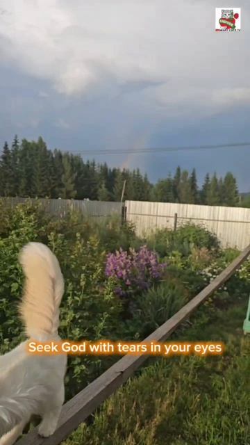 Ищите Бога Иисус Любит тебя  Seek God Jesus Loves you