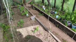 Старт сезона копаю грядки и сажаю помидоры с огурцами в теплице! 🔥🍅🥒