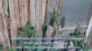 Скручиваются листья томатов. Часть 3. Состояние улучшилось. Помощь микроэлементов
