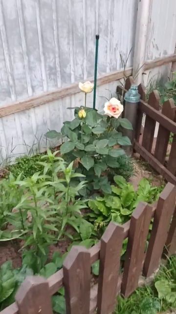 Пес и роза!