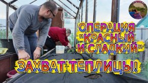 Помидоры и перцы заселяются: новоселье в теплице!