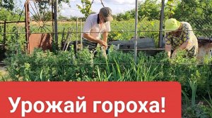 Крыжовник. Горох, Редиска. Жизнь на пенсии.