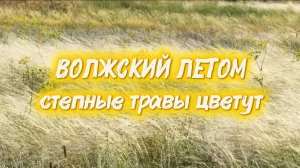 Волжский летом. Цветет ковыль, ферула вонючая и мышиного горошек✅