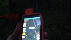 Нагонка русской гончей.Шугай 06.06.26