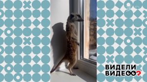 Трусливый сурикат. Видели видео? Фрагмент выпуска от 14.06.2026