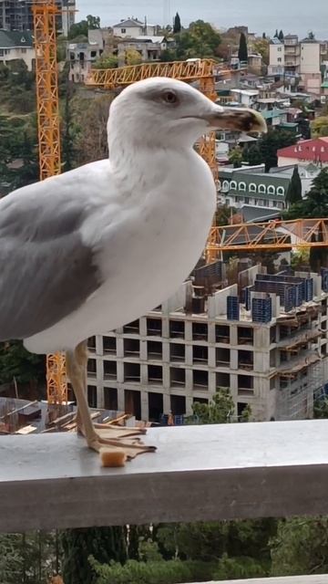 ВОТ И ГОСТИ ПОЯВИЛИСЬ...