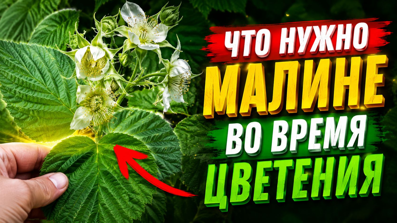 ЧТО НУЖНО МАЛИНЕ ВО ВРЕМЯ ЦВЕТЕНИЯ? Как можно увеличить урожай малины. смотреть онлайн